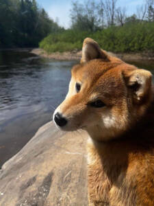 Shiba