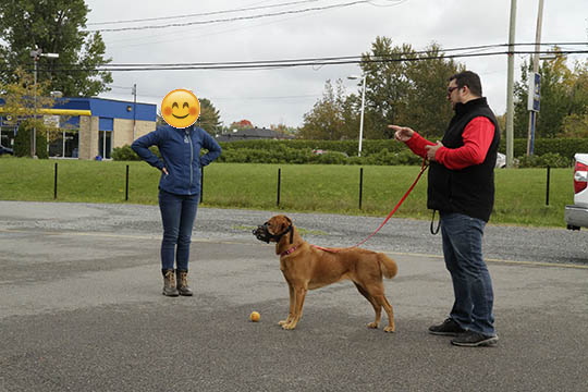 Cliente en cours d'obéissance avec son chien Golden Retriever